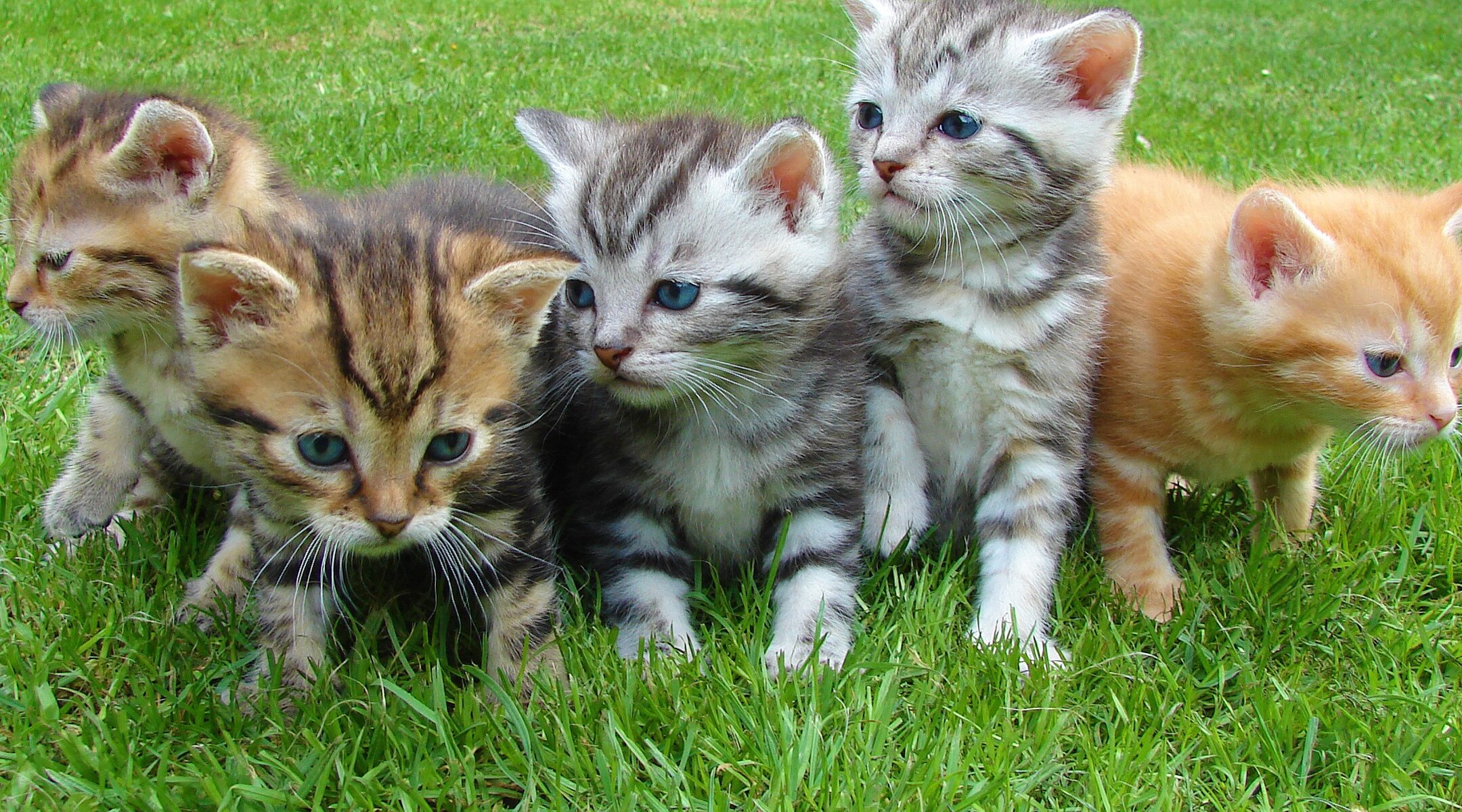 10 nombres lindos para gatos en japonés que enamorarán a todos 10 nombres lindos para gatos en japonés que enamorarán a todos